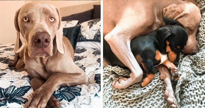 Arnold traumatiserad