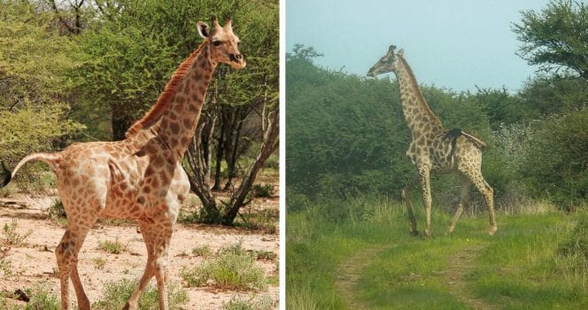 Giraff, dwarfism