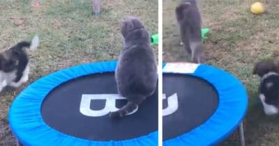 Katt, hund, trampolin
