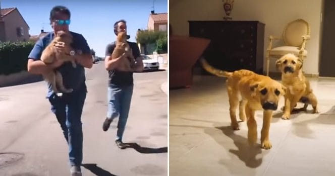 män springer med hundar