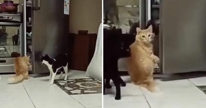 Katter. Foto: Tiktok