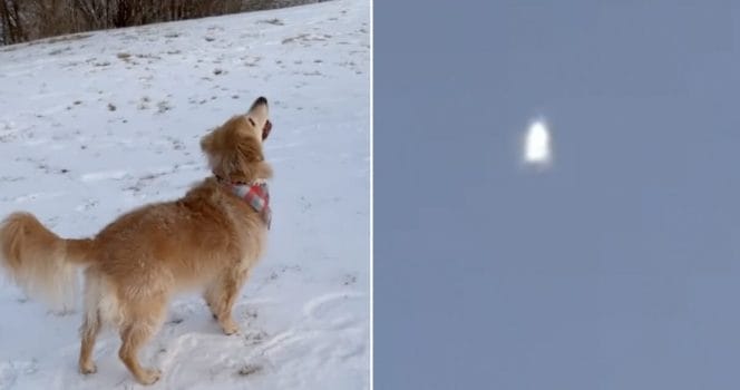 Hunden tittar på månen. Foto: Instagram