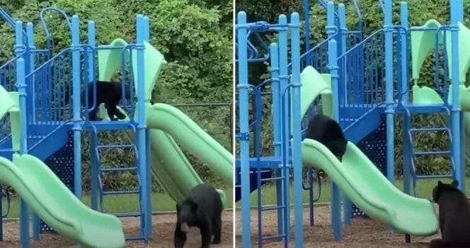 Björnfamilj lekpark i North Carolina