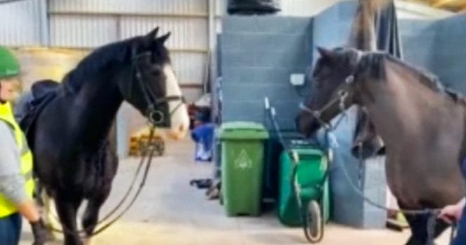 Hästar. Foto: Rumble