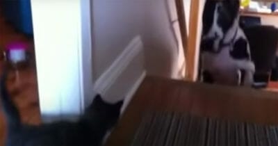 Kattunge skrämmer grand danois