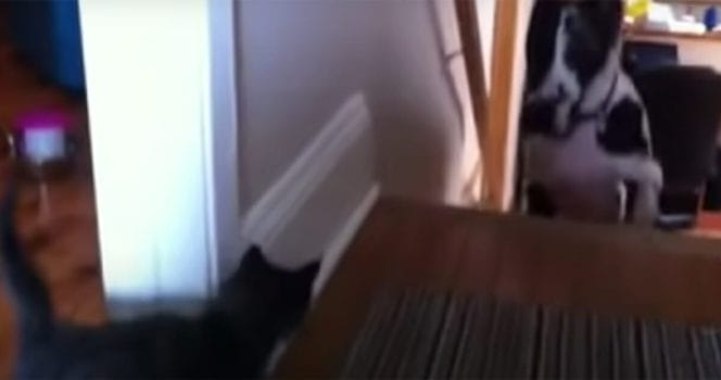 Kattunge skrämmer grand danois