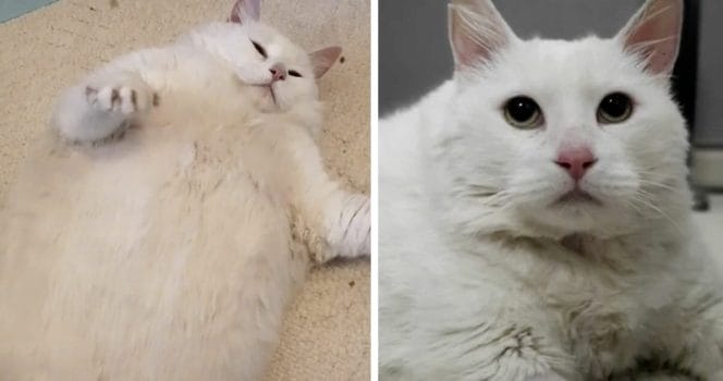 Katten Disco. Foto: Tiktok