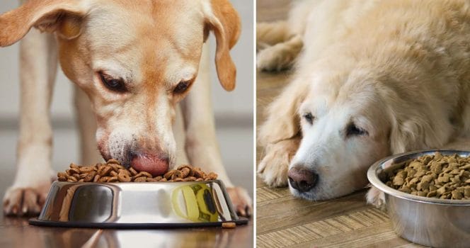 Hundmat. Foto: Shutterstock