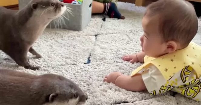 Uttrar Hana och Katoro