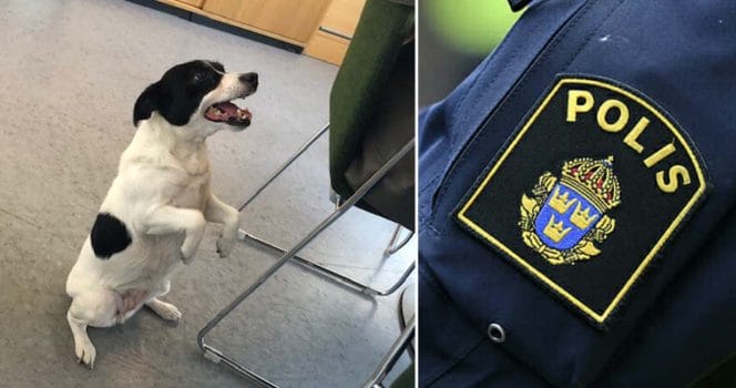 Hunden Wilda. Foto: Polisen Facebook/TT