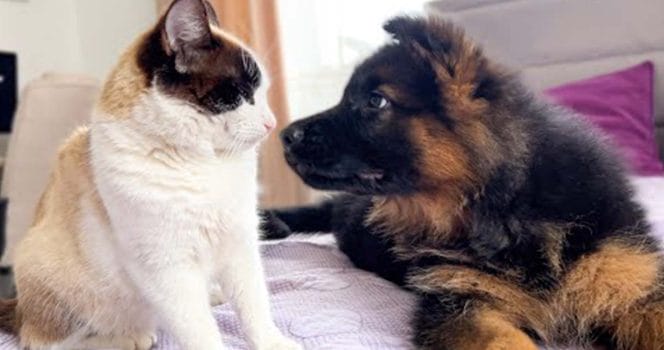 Katt och hund möts för första gången. Foto: Youtube
