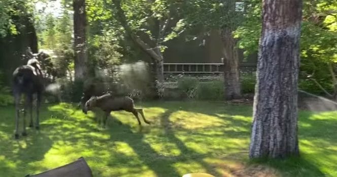 Älgfamilj, vattenspridare