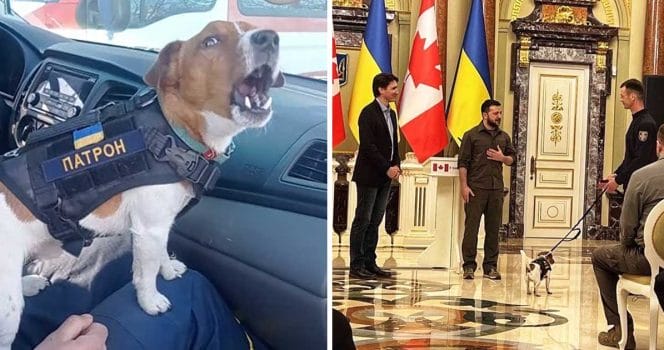 Hjältehunden Patron