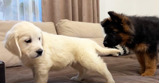 Hundvalpar. Foto: Youtube