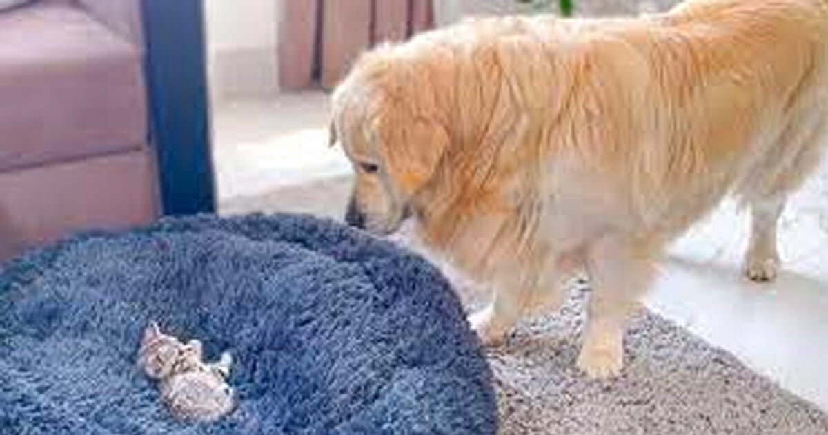 golden retriever