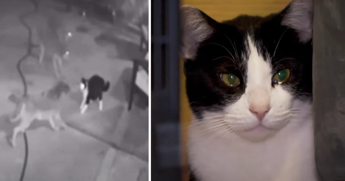 katt och rovdjur