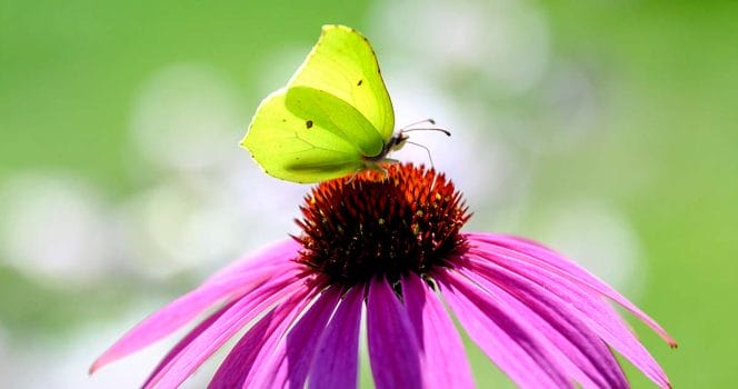 FJÄRÅS 20190724 En citronfjäril på en solhatt i en trädgård som gjorts om till en fjärilsrestaurang. Foto: Björn Larsson Rosvall / TT