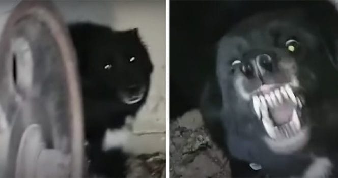 Takis, hunden Themis