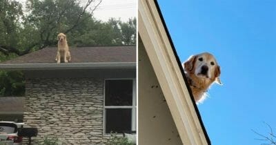 Golden retrievern Huckleberry