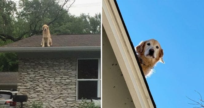 Golden retrievern Huckleberry