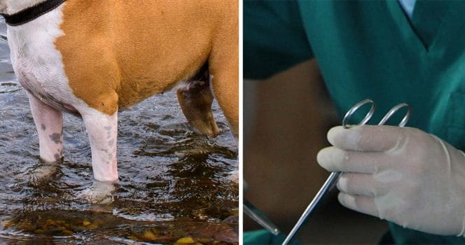 Hund dog av algförgiftning