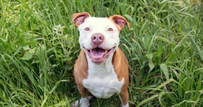 Pitbull, hund, vovve