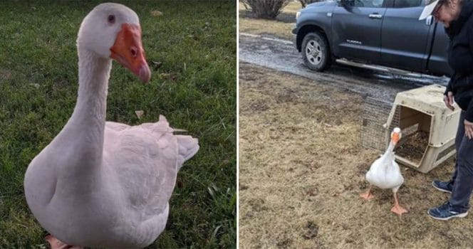 Gåsen Blossom får ny vän