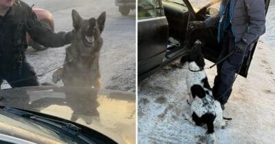 Polishundarna Oi och Zigge