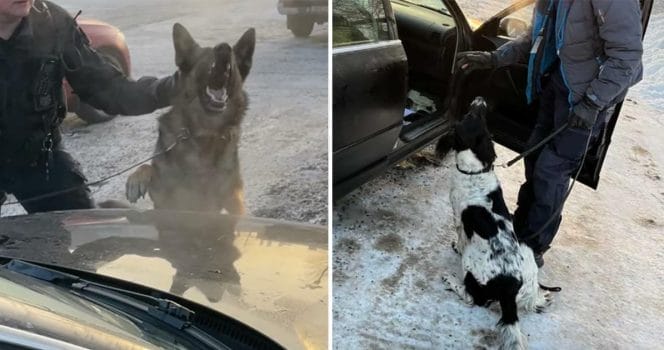 Polishundarna Oi och Zigge