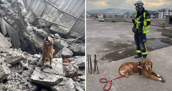 Sökhunden Killian, Turkiet.