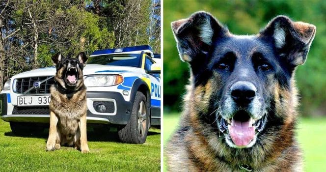 Polishunden Vilde har somnat in.