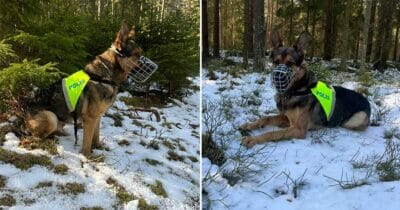 Polishunden Robson räddade äldre man.