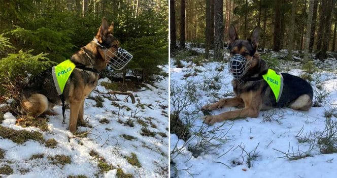 Polishunden Robson räddade äldre man.