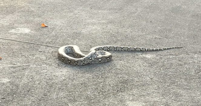 Snake, orm, pyton, pytomrom