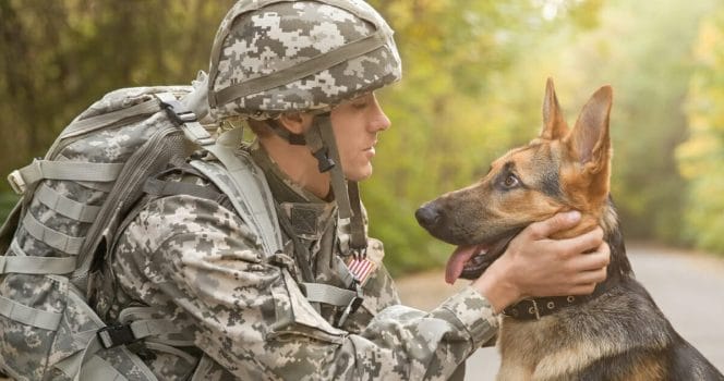 Militär, militärhund, schäfer, militären, armén