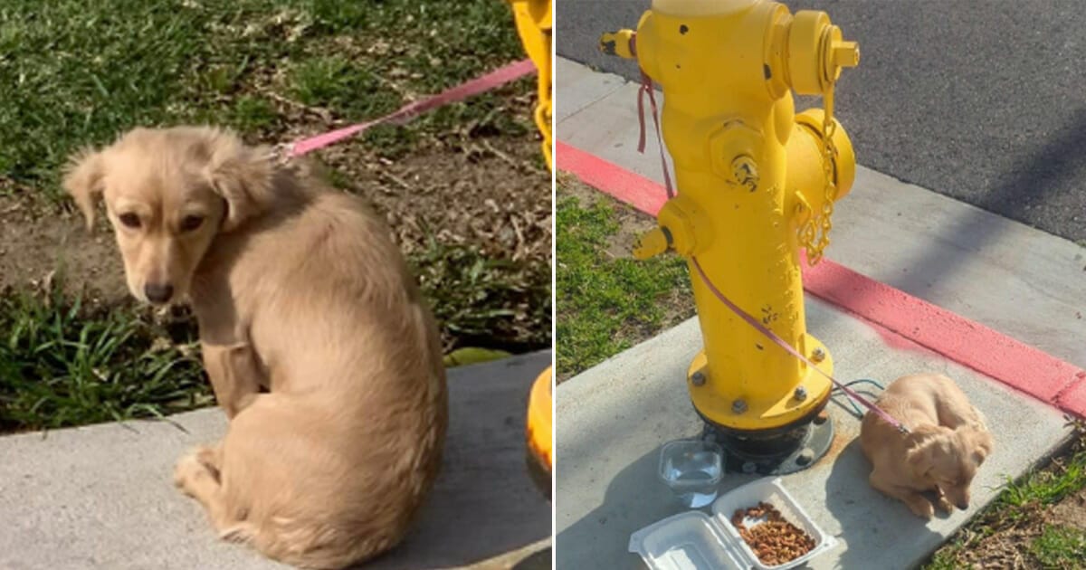 Övergiven hund, dumpad hund, fastknuten hund, räddningsaktion, hjälte