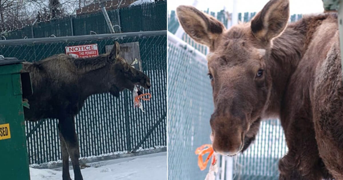 Älg, hjälte, eldsjäl, räddar djur