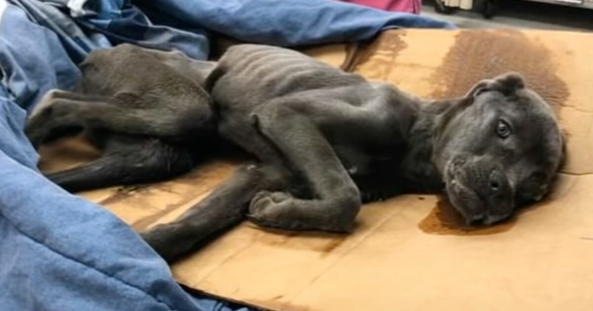 Harris, hund, dumpad, nära döden, mirakel, eldsjälar, räddad