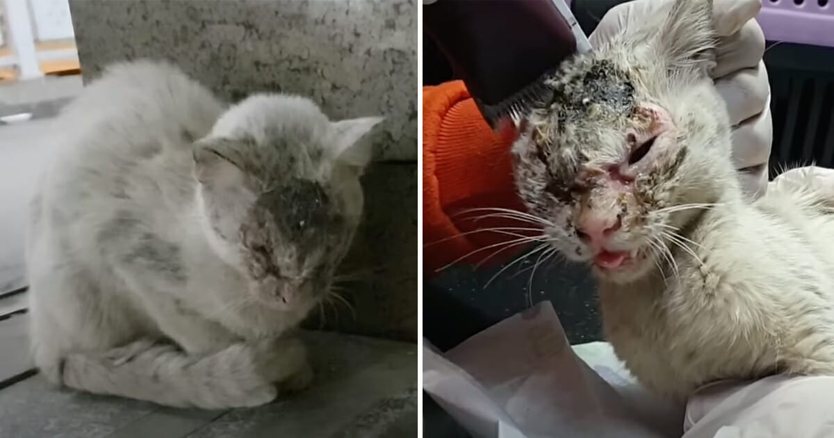 Katt, förvandling, räddad