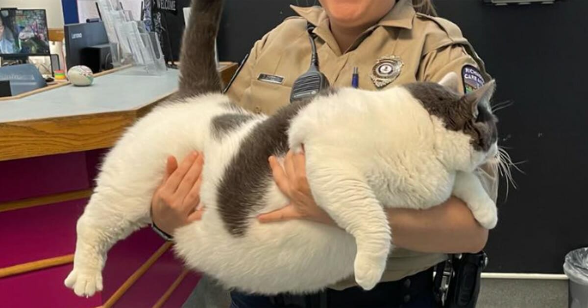 Världens fetaste katt
