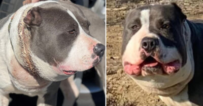 Hund hittades med svullet ansikte