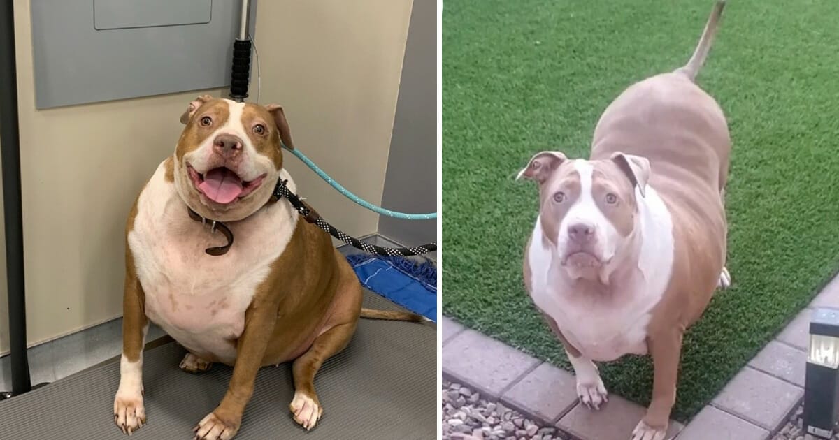 Pitbull, Margo, viktresa, förvandling