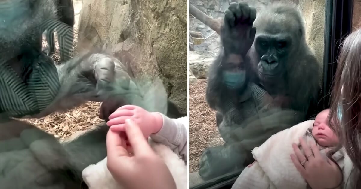 Gorilla, bebis