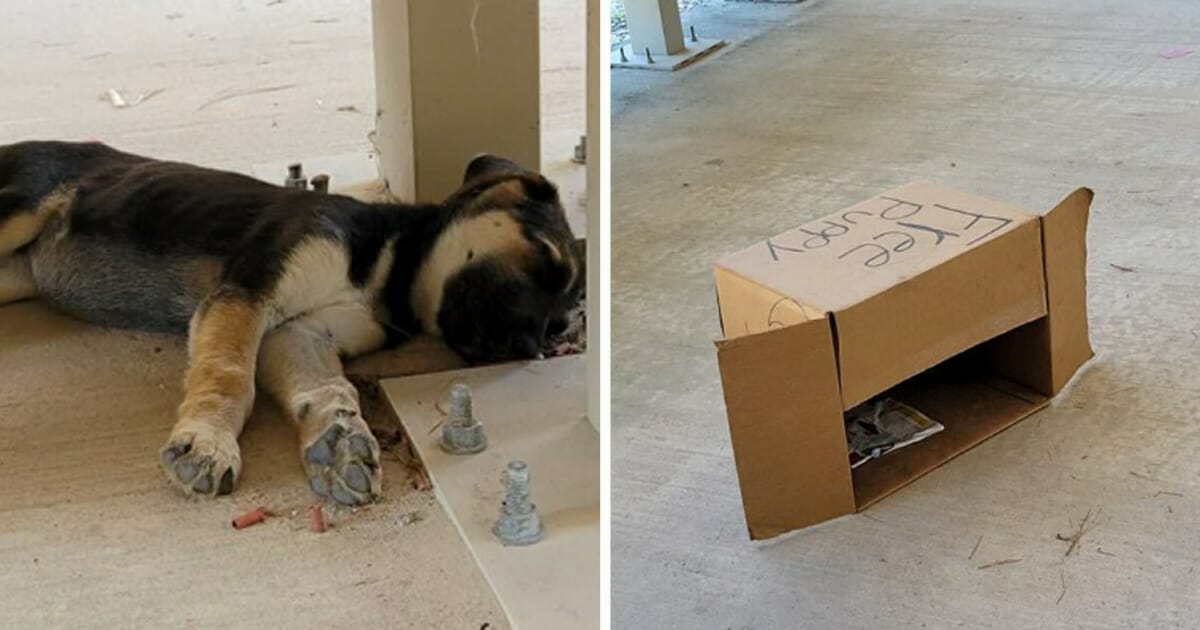 Hundvalpar, låda