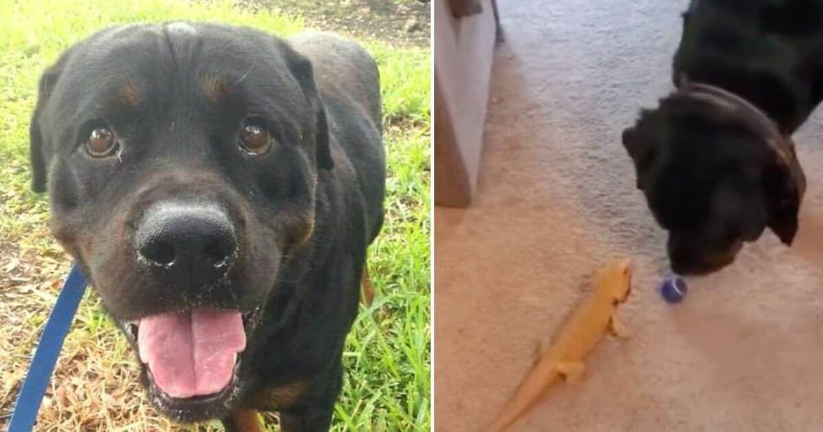 Rottweiler, oväntad vänskap, hundstall