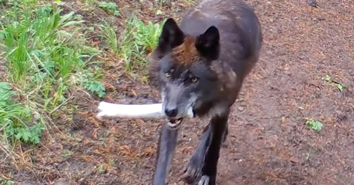 Varg, naturreservat, upptäckt