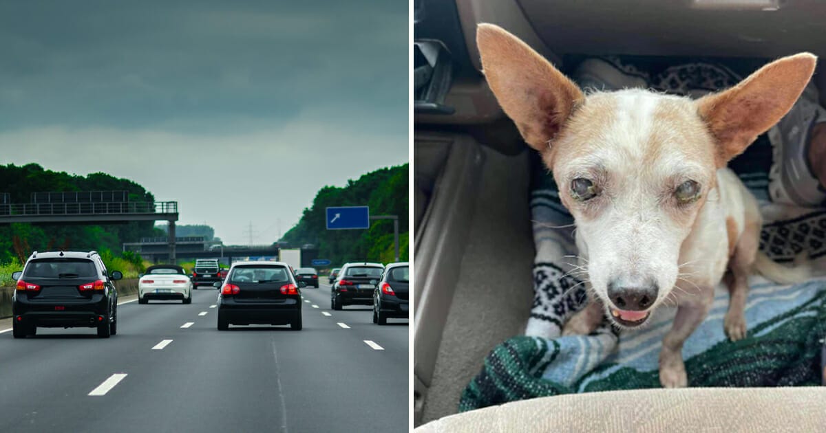 Dumpad hund, blind, övergiven