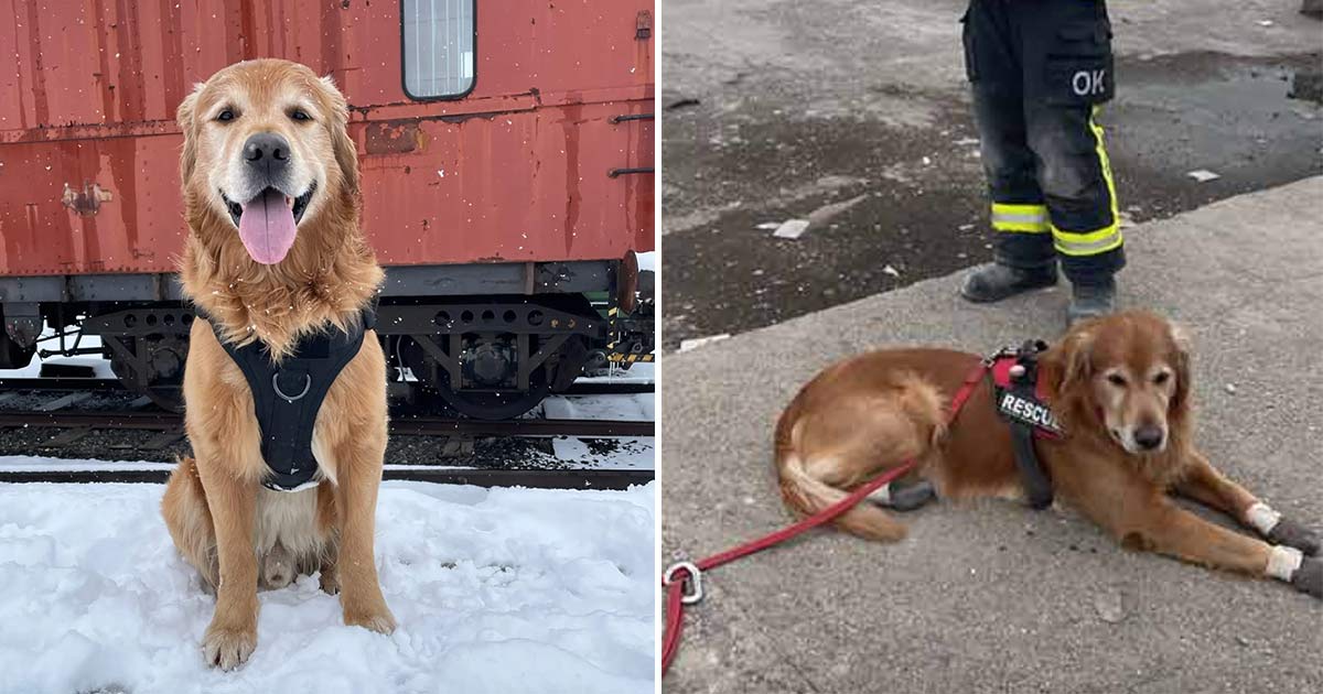 Hunden Killian hjälte