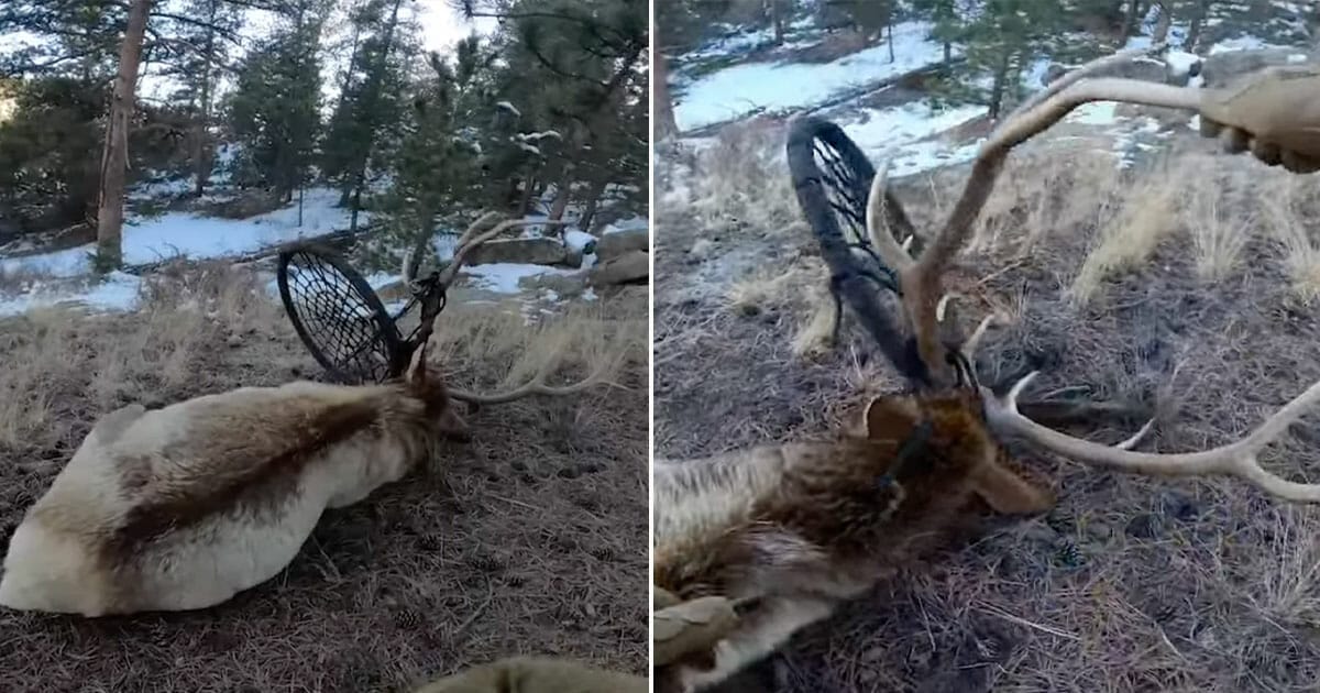 Älg, sitter fast