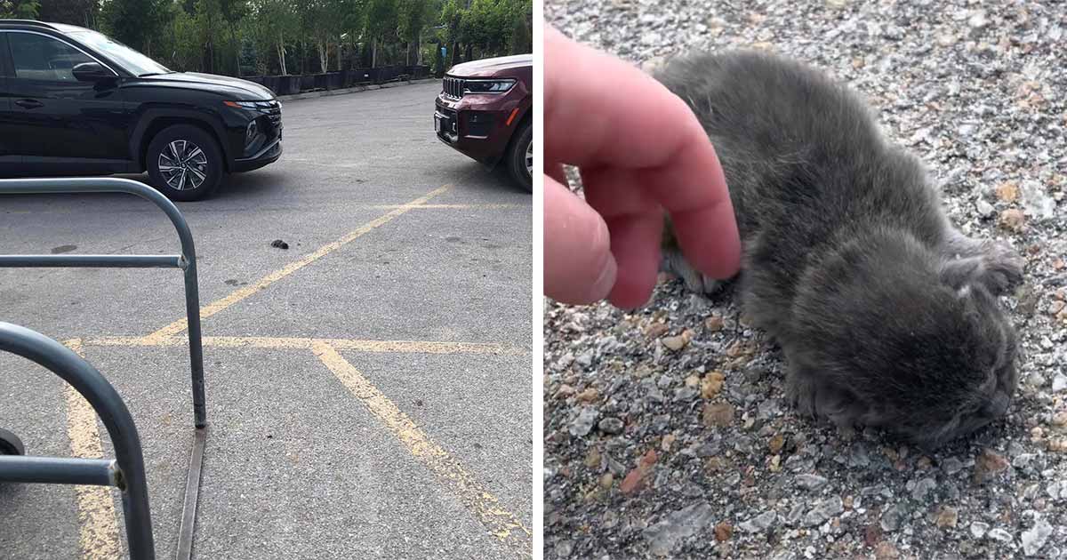 Kattunge hittas på parkering